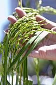 Hand Checking Organic Whole Grain Rice