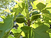 Figs in a Tree
