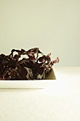 Dried Dulse Seaweed on White Square Plate