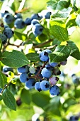 High Bush Blueberries