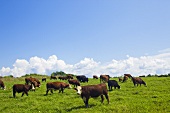 Cows Grazing in a Field; Vermont 