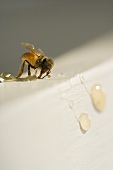 Honey Bee with Honey