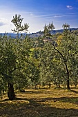 Olivenhain in Italien