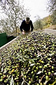 Mann sortiert Oliven bei der Olivenernte