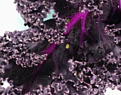 Purple Kale; Close Up