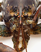 Close Up of Live Maine Lobster Face