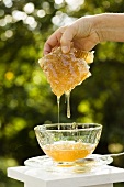 Hand Lifting Honey Comb from Bowl of Honey; Dripping
