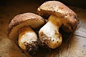 Two Porcini Mushrooms with Herbs in Crate; Florence Italy