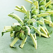 Brussels Sprouts Still on the Branch