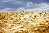 Windswept Golden Wheat Field