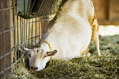 Goat in a Barn