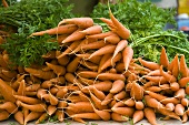 Bunches of Organic Carrots at Farmer's Market