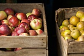 Assorted Fresh Picked Apples in Crates