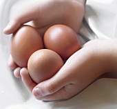 Child's Hands Holding Free Range Organic Brown Eggs