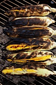 Corn on the Cob Roasting on Charcoal Grill; From Above