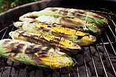 Corn on the Cob Roasting on Charcoal Grill