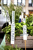 Fresh Herbs with Tags at Farmer's Market
