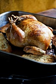 Roasted Whole Chicken in Roasting Pan with Bread Slices