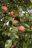 Royal Gala Apples Growing in an Orchard; Ceres, South Africa