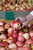 Hand Selecting a Royal Gala Apple From a Crate of Apples