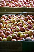 Viele Royal Gala Äpfel in grossen Behältern