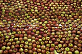 Apples at Apple Packing Factory in Ceres South Africa