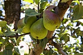 Pears on the tree