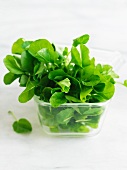 Live Watercress in Glass Fridge Box