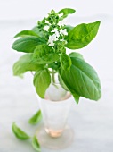 Flowering Basil in a Vase