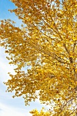 Baum mit herbstlich gelb gefärbtem Laub