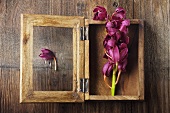 Pink Orchid in Wooden Shadow Box