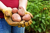 Farmer Holding Fresh Picked Potatoes