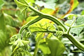 Pumpkin Vine in Garden