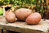 Three Fresh Picked Red Bliss Potatoes