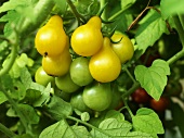 Ripe and Unripe Cherry Tomatoes on the Vine