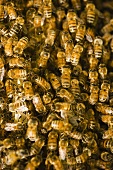Bienenschwarm (bildfüllend)