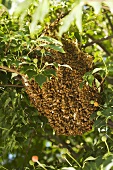 Bee Hive in a Tree