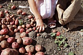 Picking potatoes, Sweden
