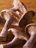 Fresh Wild Mushrooms