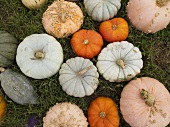 Variety of Pumpkins in Grass; From Above