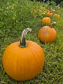 Orange Pumpkins in Grass