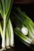 Fresh spring onions