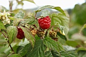Raspberries on the plant