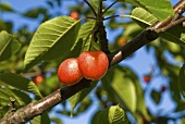 Cherries on the tree