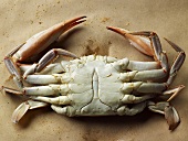 The Bottom of a Steamed Maryland Blue Crab