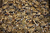 Blue swimming crabs (cropped)