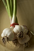Fresh Garlic Bulbs; Bundled