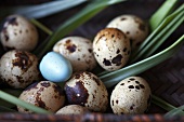 One Robbin Egg with Quail Eggs