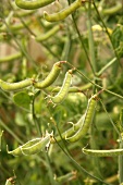 Organic Peas Growing in an Organic Garden in Dungarvin, Ireland