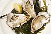 Three Large Oysters on the Half Shell on Seaweed